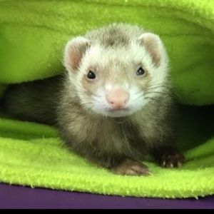 Meet your Posher, Alanaba