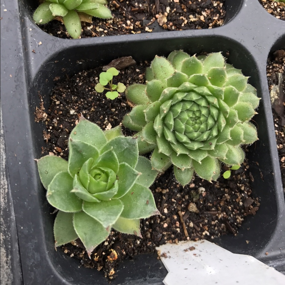 Meet your Posher, Bailey