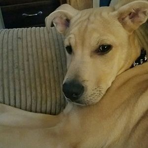 Meet your Posher, Molly