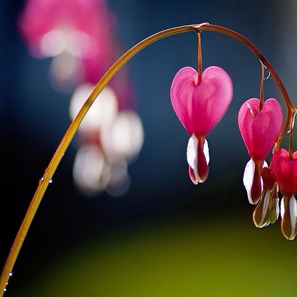 Meet your Posher, Tamar - Picture 3 of 3