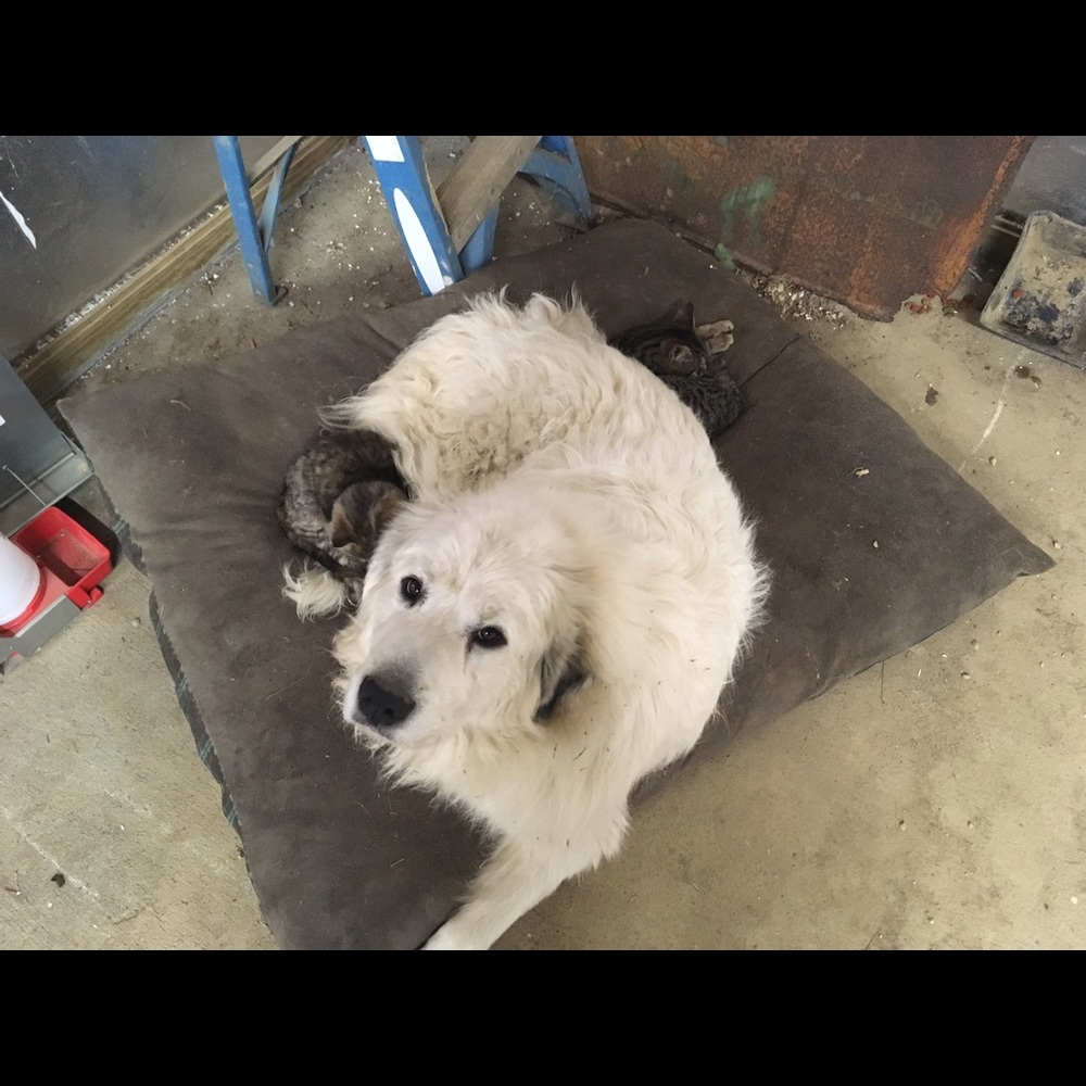 Meet your Posher, Brooke