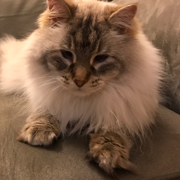 🐾💙 Pet Friendly 💙🐾 - Picture 2 of 4