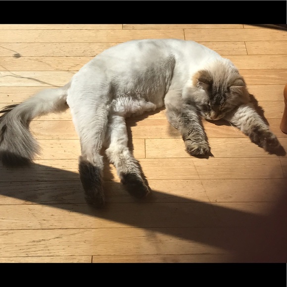 🐾💙 Pet Friendly 💙🐾 - Picture 4 of 4