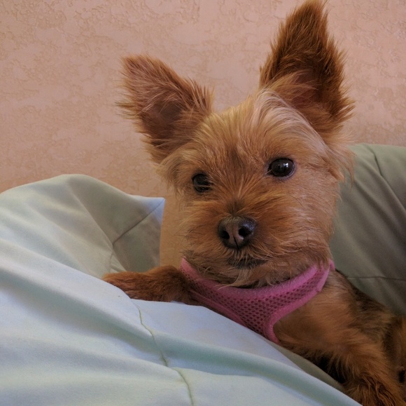 Meet your Posher, Lisa - Picture 2 of 3