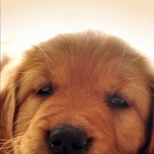 Meet your Posher, Cris