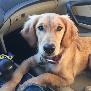 Meet your Posher, Bailey