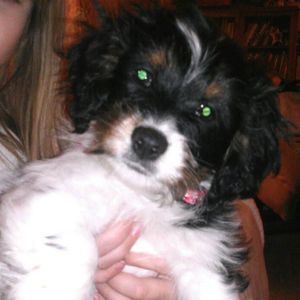 Meet your Posher, Renee