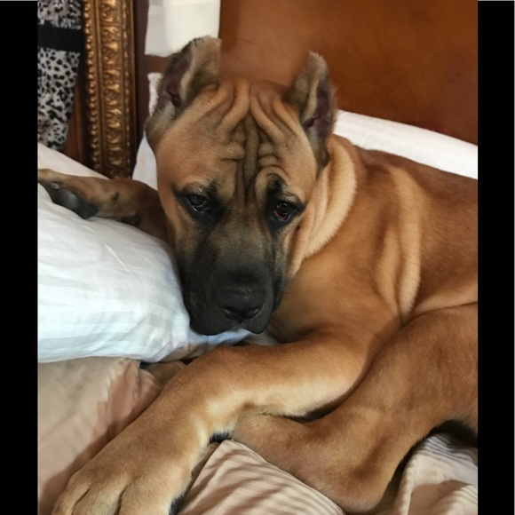 A curated collection of exotic items! - Picture 7 of 7