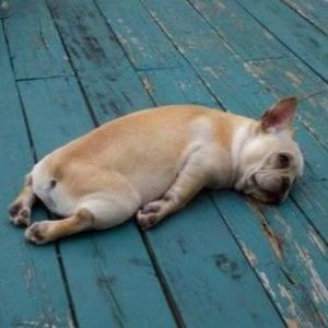 Meet your Posher, Sofia