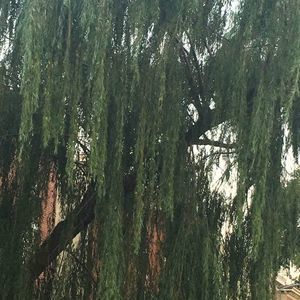 Meet your Posher, Pagan