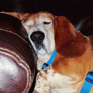 Meet your Posher, Dana