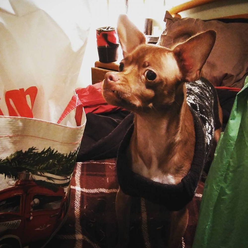 Meet your Posher, Renée