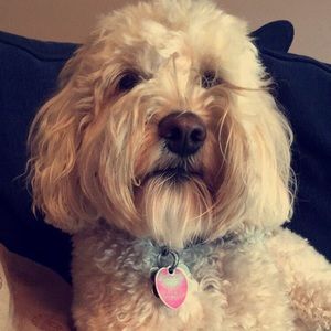 Meet your Posher, Bailey