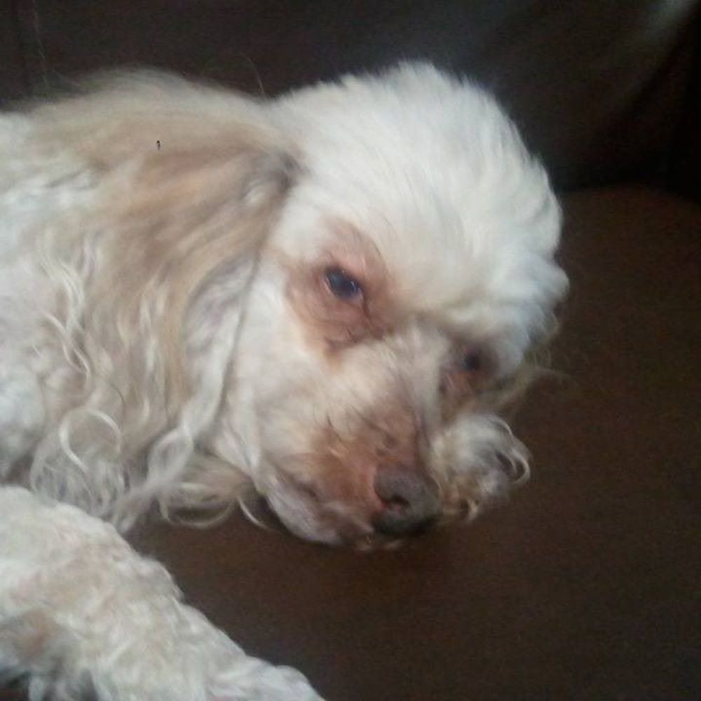 Meet your Posher, Teri