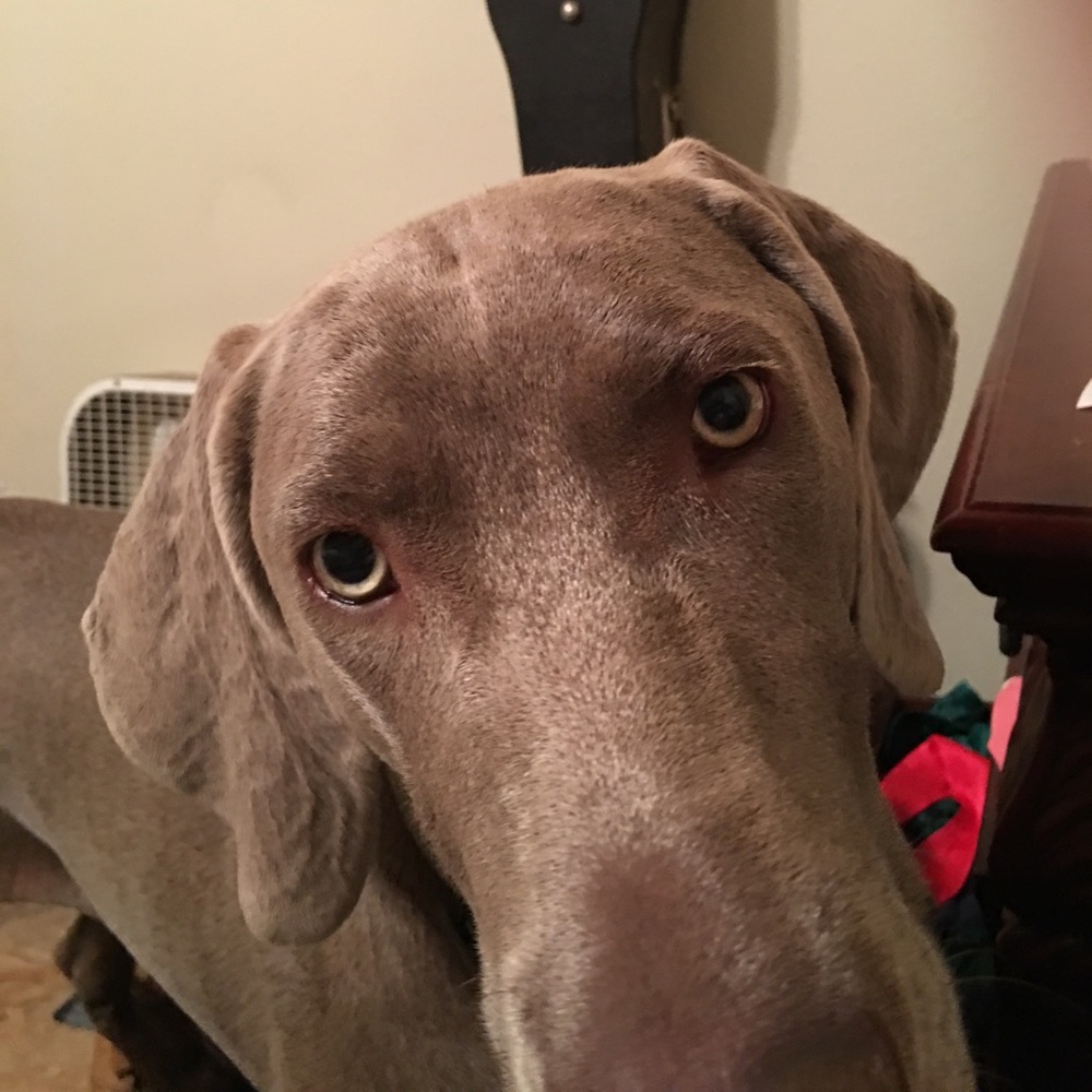 Meet your Posher, Sheryl