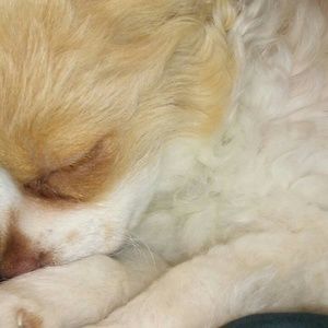 Meet your Posher, Harriet