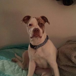 Meet your Posher, Mandi