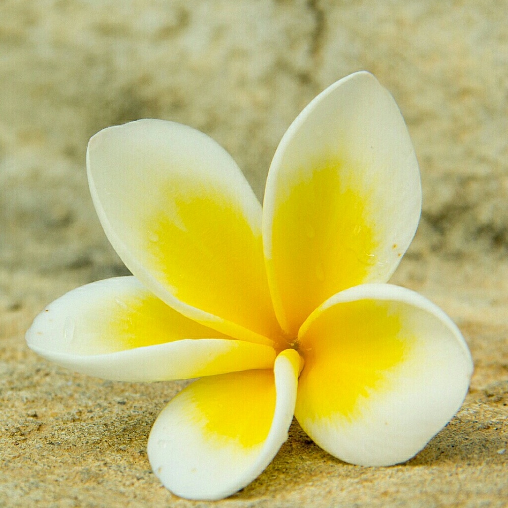 Meet your Posher, Lamela