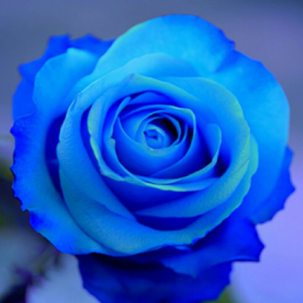 Meet your Posher, Joy