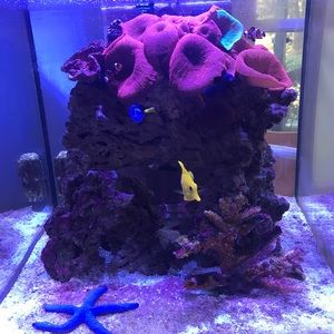 Meet your Posher, Ali