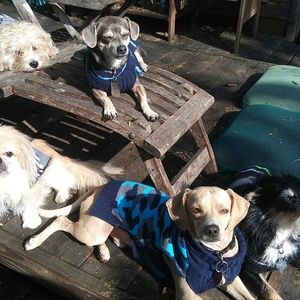 Meet your Posher, Dawn