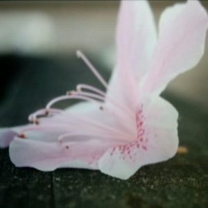 Meet your Posher, Rachael