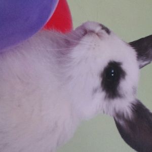 Meet your Posher, Debra