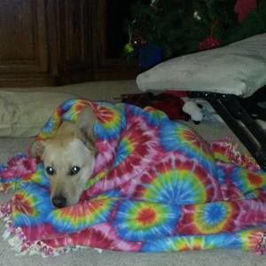 Meet your Posher, Dawn