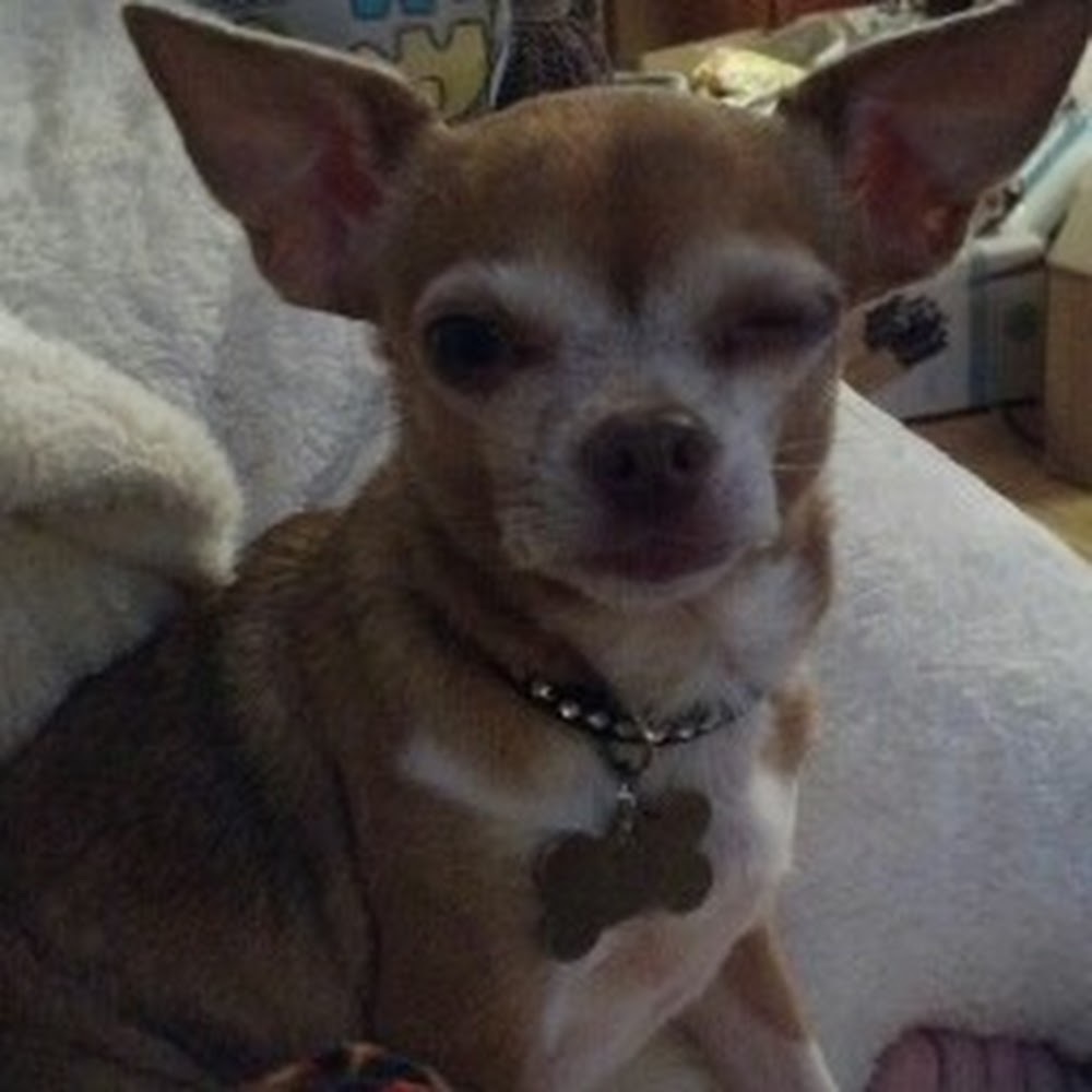 Meet your Posher, Lady