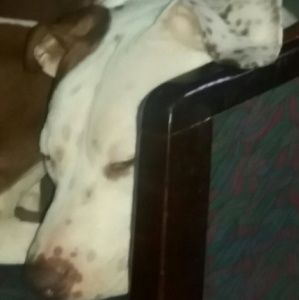 Meet your Posher, Joel