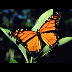 Meet your Posher, Michele