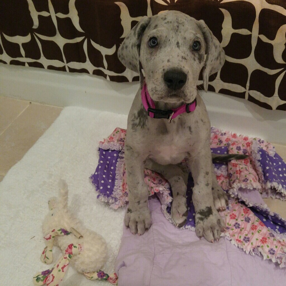 Meet your Posher, Charlee mae