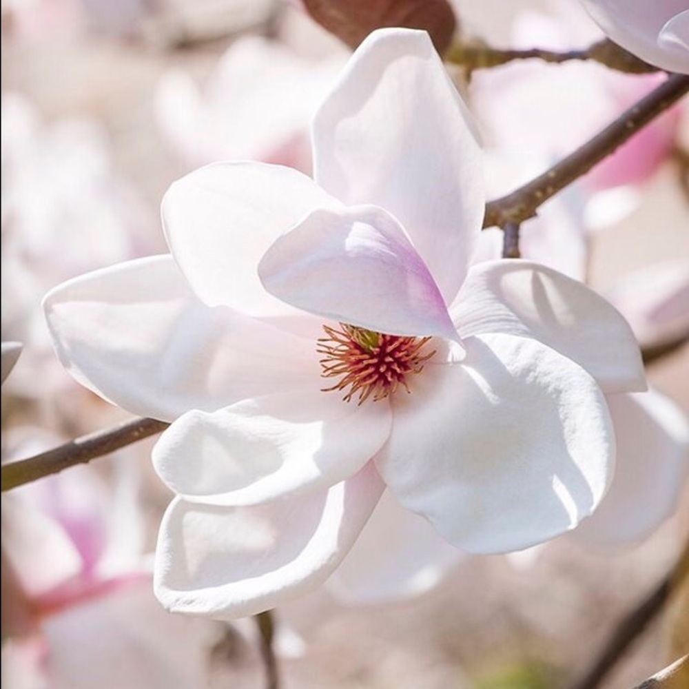 Meet your Posher, Kenedi