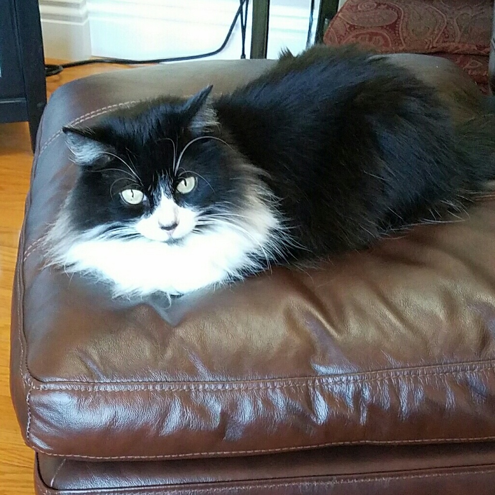 Meet your Posher, Carole