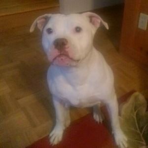 Meet your Posher, Joseph leonardo