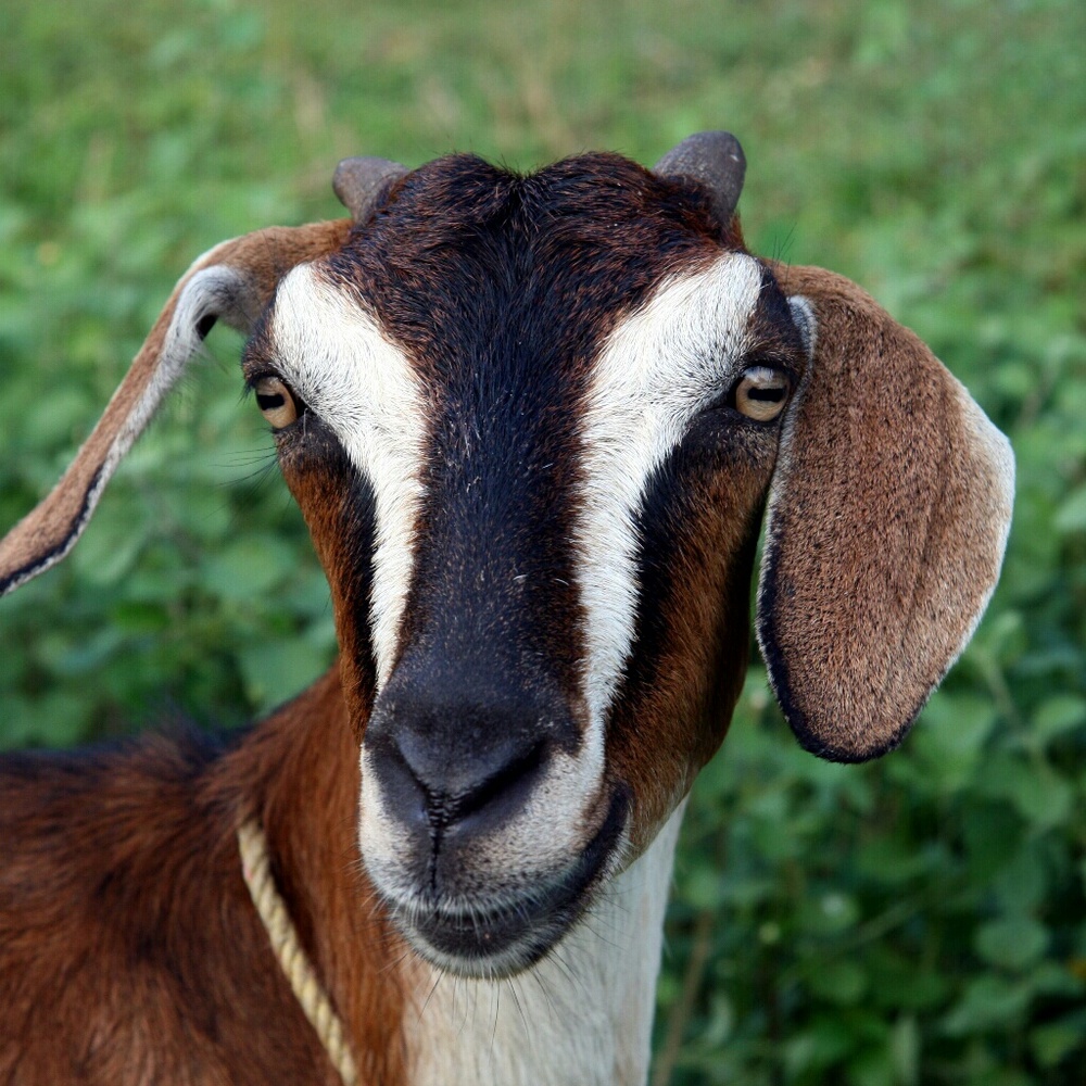 Meet your Posher, Nancy