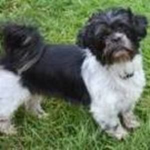 Meet your Posher, Jessie