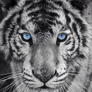 Meet your Posher, Joe