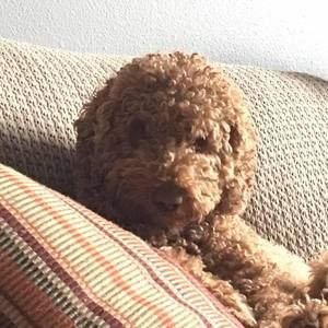 Meet your Posher, Toni