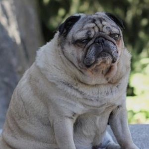 Meet your Posher, Sasha