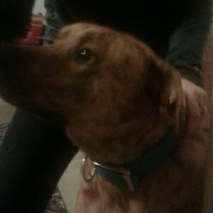 Meet your Posher, Julie