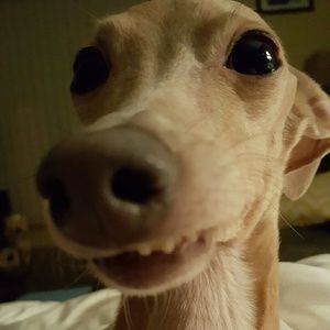 Meet your Posher, Diana