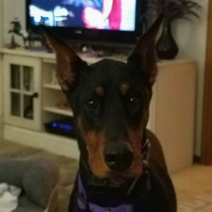 Meet your Posher, Charla