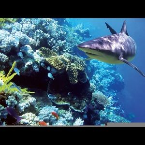 Meet your Posher, Thomas