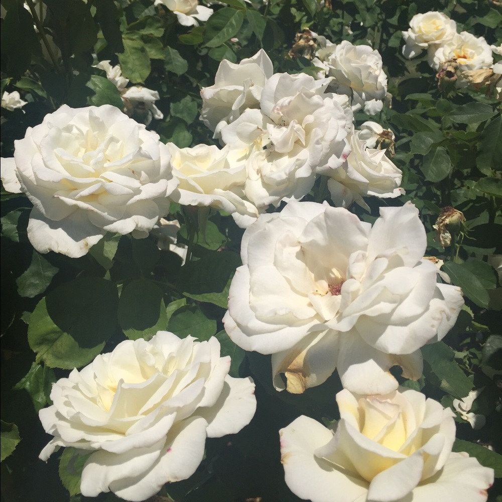 Meet your Posher, Elyssa