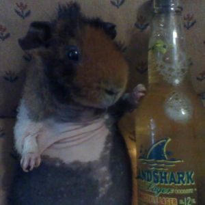 Meet your Posher, Nigel