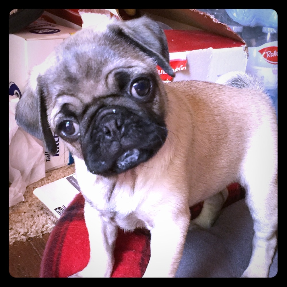 My girls are ONE YEARS old this week🎉