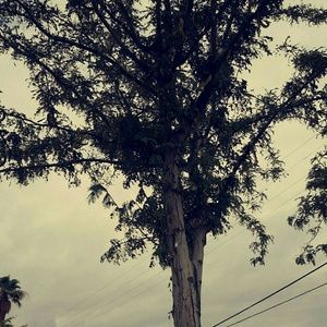 Meet your Posher, Sylvia