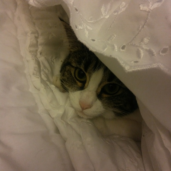 Other - My little mascot!! ❤❤🎉🐱