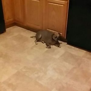 Meet your Posher, Shaundula